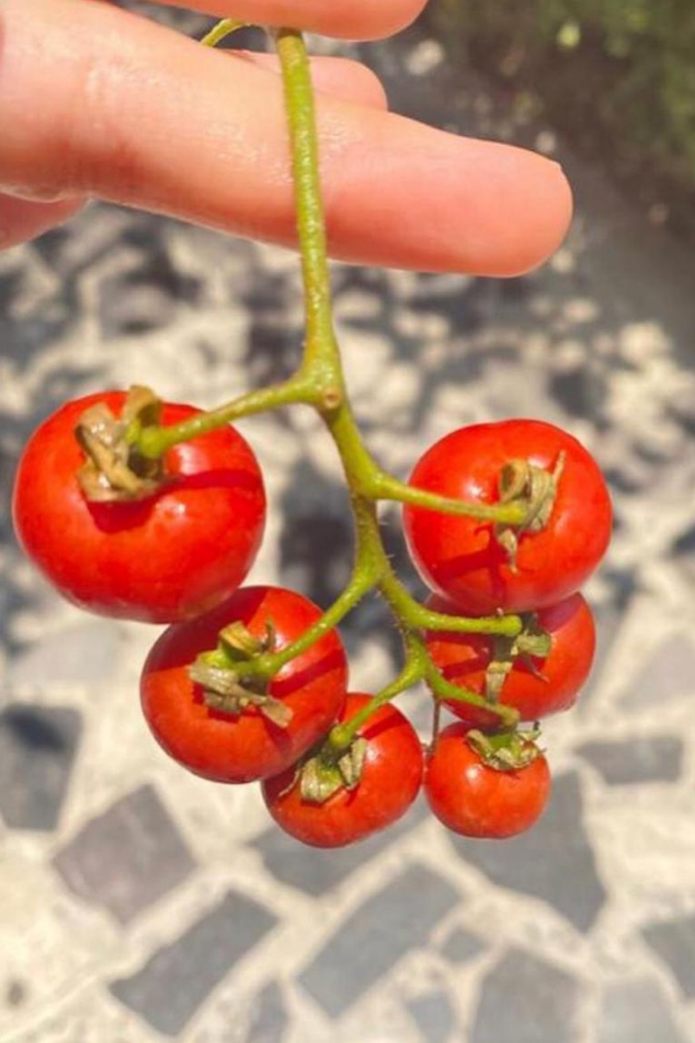 torganico jitomate cherry